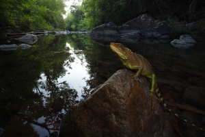 Cambodia’s hidden treasures: Rare wildlife unveiled in Virachey National Park