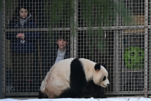 Trump’s hard on China, but twin giant pandas still a hit at US national zoo