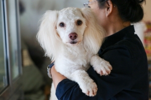 New York City’s council pushes for paid sick leave to look after pets, service animals