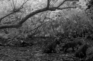Thailand’s Kaeng Krachan Park witnesses first-ever Bengal tiger litter of three cubs