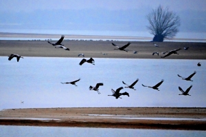 Global warming makes French reservoir a winter resort for migrating cranes