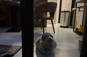 Seal-prise guest: Guest finds grumpy roommate snoozing in seaside Dutch hotel room