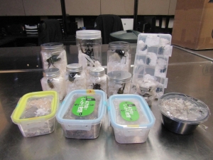 Crunchy? Live giant beetles worth US$1,500 found hidden in Japanese snacks at US airport