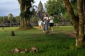 In Angkor Wat, monkeys start attacking humans and stealing food after YouTubers regularly feed it to create content