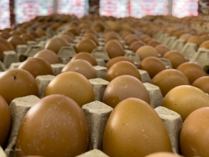 Ditch the timer? Scientists claim to have cracked how to cook the perfect egg