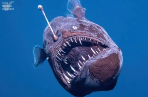 This fishy nightmare is a sea biologist’s dream (VIDEO)