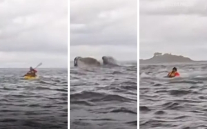 Thought he’d swallowed me!’: Humpback whale gulps and spits out kayaker in Chile unscathed (VIDEO)