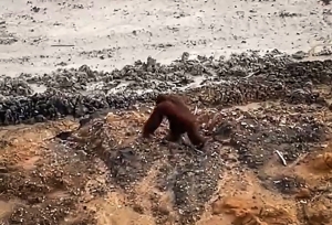 Viral footage of orangutan at Indonesian coal mine sparks outrage over habitat loss