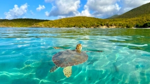 Dancing turtles reveal new insights into animal navigation using Earth’s magnetic field