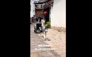 Adorable husky too happy to work as Yunnan luggage porter, earning RM121,000 in three days (VIDEO)