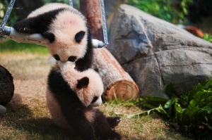 Too cute to handle: Hong Kong’s panda twins are the latest MVPs at Ocean Park