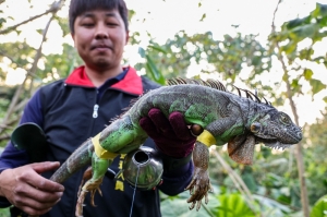 Taiwan’s slingshot squad takes aim at 100,000 iguanas in wild battle to save crops