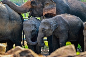 Sri Lanka’s elephant orphanage celebrates 50 years with jumbo fruit feast for 68 gentle giants