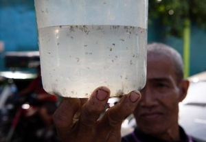 One peso for five, dead or alive: Manila neighbourhood posts bounty on dengue-carrying mosquitoes