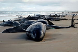 Australia wildlife rangers start euthanising 90 dolphins stranded on remote Tasmanian beach after refloating attempt failed