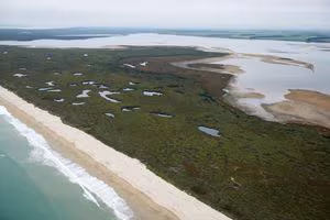 Southland council loses court battle over wetland loss