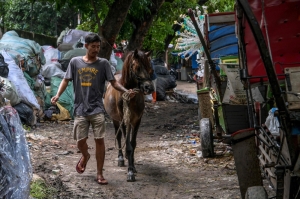 Jakarta’s delman horses face neglect and abuse as fading tradition battles for survival