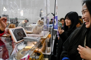 Off leash: China’s pet industry shines in ailing economy