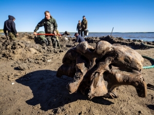 Woolly mammoth revival project begins… with a mouse in a winter jacket