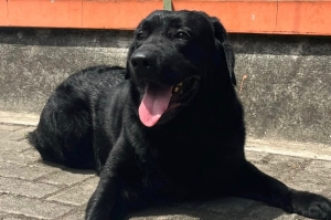 Study reveals genetic link to obesity in Labradors — and what it means for humans