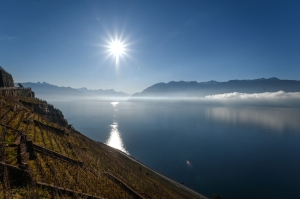 Warming waters and low oxygen levels threaten Lake Geneva’s iconic fish species