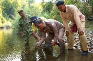 ‘We are so happy’: Siamese crocodiles return to Cambodia’s rivers after decades of conservation work