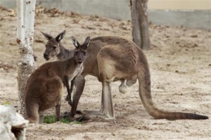 Scientists tracking small marsupial in remote Australia may solve why kangaroos hop instead of walk        