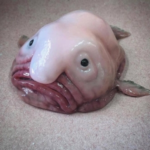 Once dubbed ‘world’s ugliest animal’, blobfish crowned New Zealand’s Fish of the Year