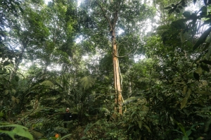 Soil and sediment: Underestimated heroes locking away the majority of CO2, study reveals