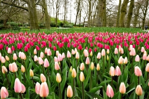 Dutch sun shines on world’s largest flower park’s 2025 debut