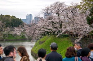 Japan’s first cherry blossoms of 2025 bloom in Kochi, marking start of season