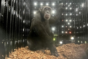 Chimp Yoko, raised by narcos and living alone, moves to Brazil for fresh start