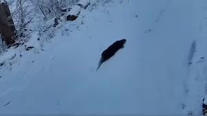 Escaped otters cavort in the snow as US zoo continues search