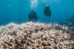 Marine heatwave ‘cooks’ coral off Australia’s west coast