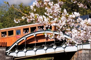 Spring in motion: Taiwan’s cherry blossom train steams through Alishan