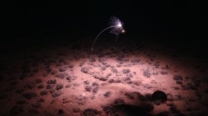 Seabed disruption by commercial activities weakens oceans’ carbon absorption, study finds