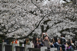 ‘Ephemeral beauty’ of Tokyo’s cherry blossoms draws crowds in full bloom