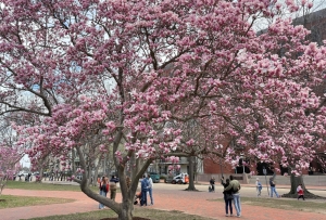 Storied but sickly, historic White House tree, Jackson Magnolia, to come down after years of decline, wood to be preserved for legacy