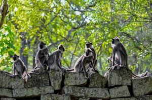 Here’s why monkeys will always be better yodellers than humans, according to science