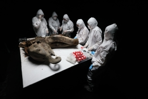 Yana, a 130,000-year-old baby mammoth, goes under the scalpel
