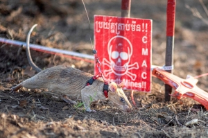 Ronin the Rat breaks world record sniffing out over 100 landmines in Cambodia