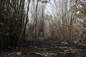 ‘Being destroyed as you watch’: Seed experts race against time as wildfires devastate Thailand’s last pristine forests