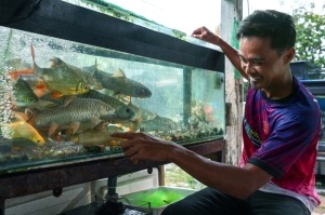 ‘Kelah merah’ fetches RM1,000 as Terengganu lorry driver’s fish hobby turns into booming side business