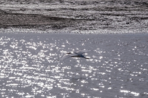 Life returns as Mexico restores wetlands drained by decades of US overuse of Colorado River