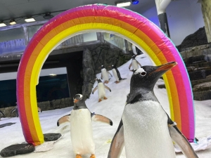 How a frozen island of penguins got caught in Trump’s global trade war