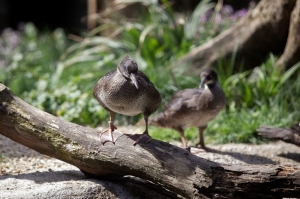 Prague Zoo hatches rare hope with birth of critically endangered Brazilian mergansers