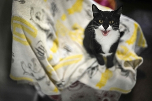 UK animal shelters overwhelmed by rise in pet abandonments amid cost-of-living pressures on families