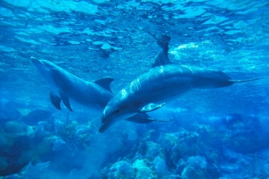 Dolphin language decoded? AI-powered DolphinGemma tackles interspecies communication