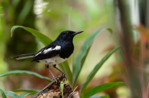 Pricing birdsong: Farmers could earn cash for conservation as EU explores biodiversity ‘nature credits’