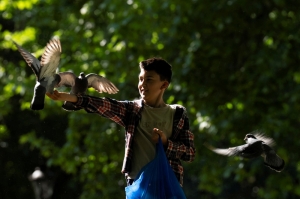 Pigeon rescue crew find peace in tending London’s flocks
